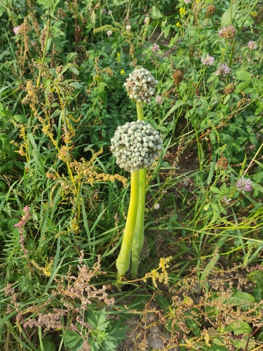 Allium cepa