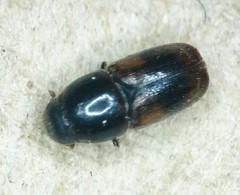 Scolytus schevyrewi