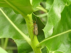 Notobitus