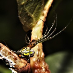 Leucauge regnyi