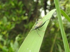 Notobitus