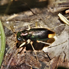 Tetracha sobrina