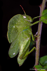 Teratodes monticollis