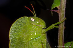 Teratodes monticollis