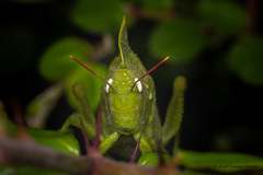 Teratodes monticollis