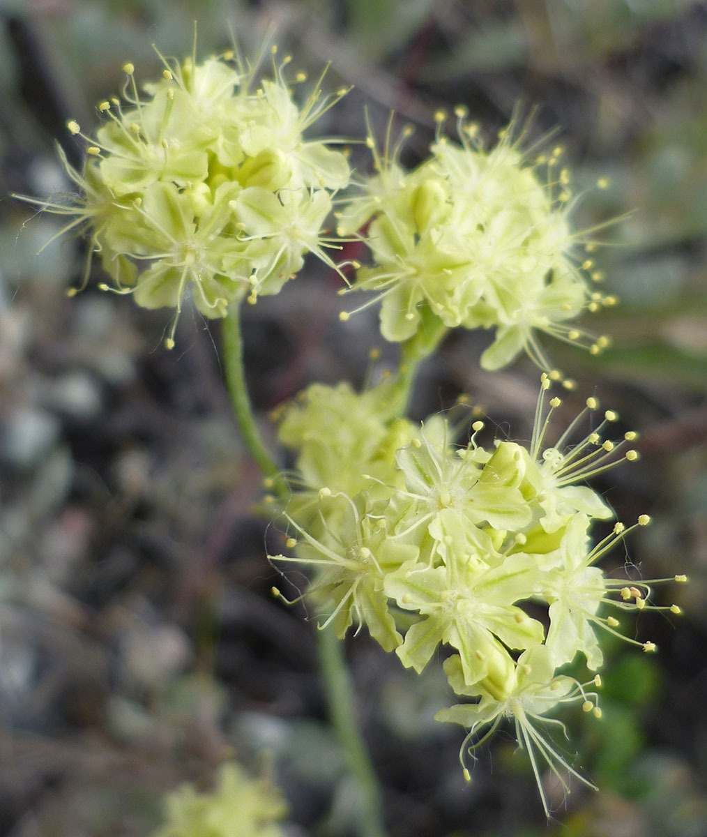 Eriogonum strictum