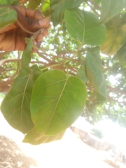 Ficus polita