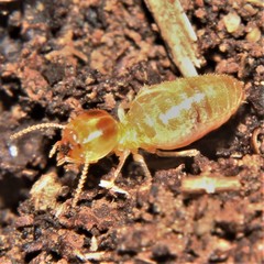 Nasutitermes corniger