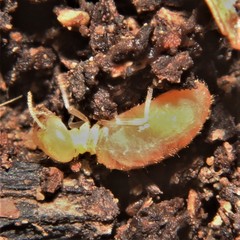 Nasutitermes corniger