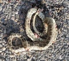 Pituophis catenifer