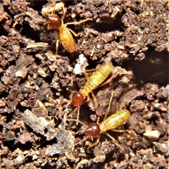 Nasutitermes corniger