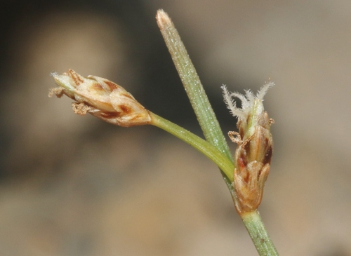 Fimbristylis hawaiiensis observed 2024-07-28