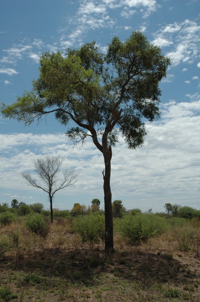 Schinopsis lorentzii iNaturalist