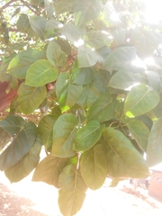 Ficus polita