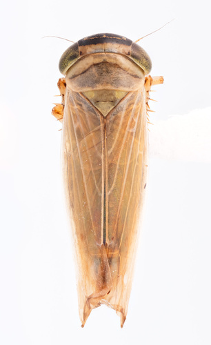 Limotettix atricapillus