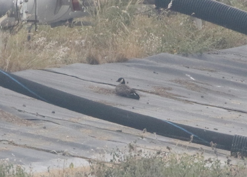 Branta hutchinsii, 2024-07-28