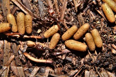 Odontomachus ruginodis