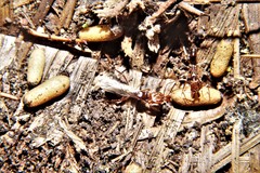 Odontomachus ruginodis