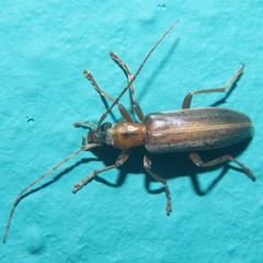 Oxycopis