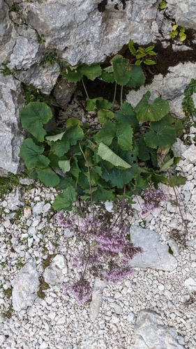 Image of Adenostyles alpina by no rights reserved