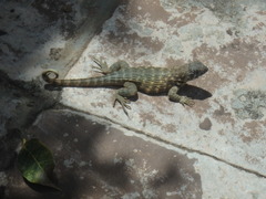 Leiocephalus carinatus