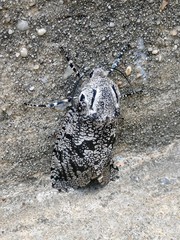 Prionoxystus robiniae