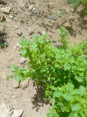 Acalypha ciliata