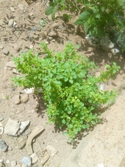 Acalypha ciliata