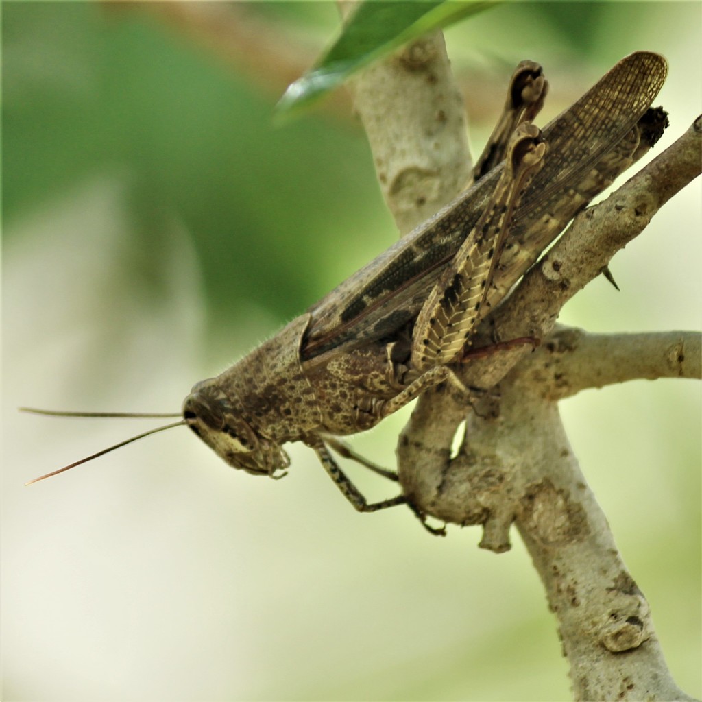 Schistocerca caribbeana