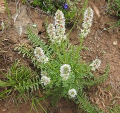 Reseda barrelieri