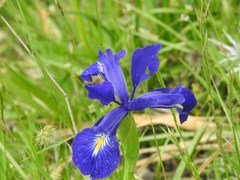 Iris latifolia