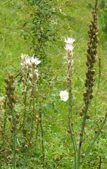 Asphodelus albus