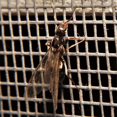 Dorymyrmex antillanus