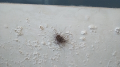 Cosmobunus granarius