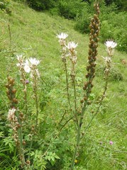 Asphodelus albus