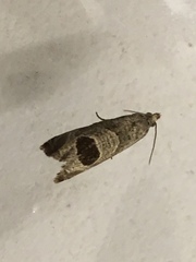 Notocelia uddmanniana