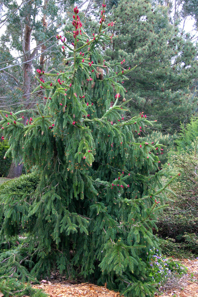 Norway Spruce Buds Leaves And Global Warming Project Tree Species Inaturalist