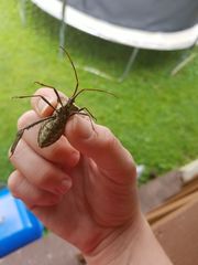 Acanthocephala declivis