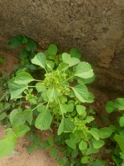 Acalypha ciliata