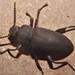 Giant Mealworm Beetle - Photo (c) Bill Lucas, some rights reserved (CC BY-NC), uploaded by Bill Lucas