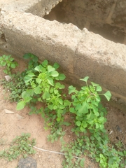 Acalypha ciliata