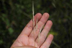Hesperostipa spartea