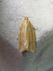 Clepsis clemensiana