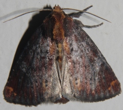 Achatodes zeae