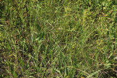 Hesperostipa spartea