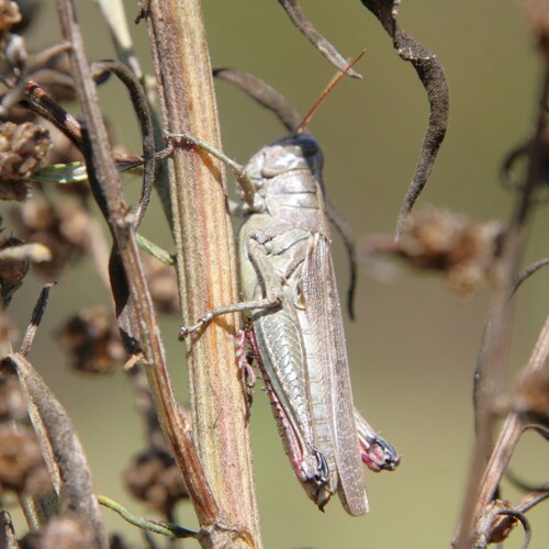 iNaturalist observation photo of Yarrow's Grasshopper