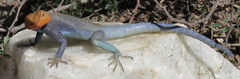 Agama dodomae
