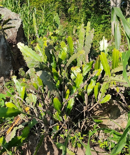Disocactus crenatus, photograph 4