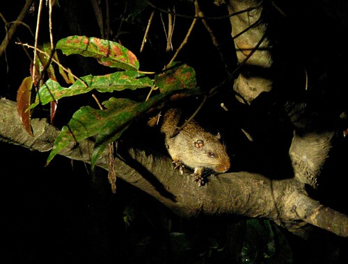 Long-tailed Armored Tree-rat