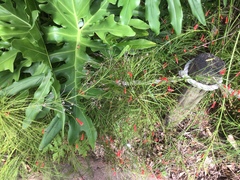 Russelia equisetiformis